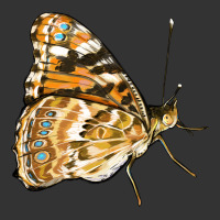 Painted Lady Butterfly | Teevron
