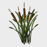 Reeds Urban Hoodie | Teevron