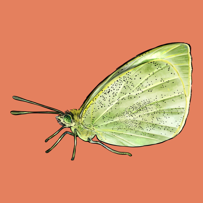 Cabbage White Butterfly Classic Tee by LillyAllenDesigns | Teevron