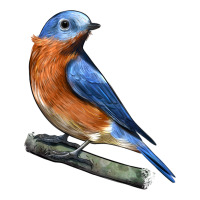 Eastern Bluebird | Teevron