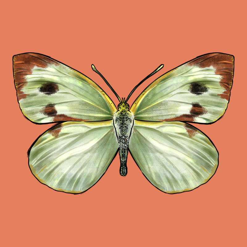 Cabbage Butterfly Classic Tee by LillyAllenDesigns | Teevron