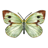Cabbage Butterfly | Teevron