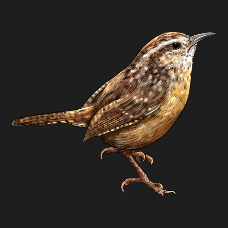 Ccarolina Wren Classic Tee by LillyAllenDesigns | Teevron