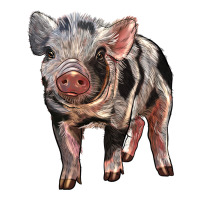 Baby Spotted Pig | Teevron