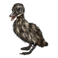Baby Cayuga Duck | Teevron