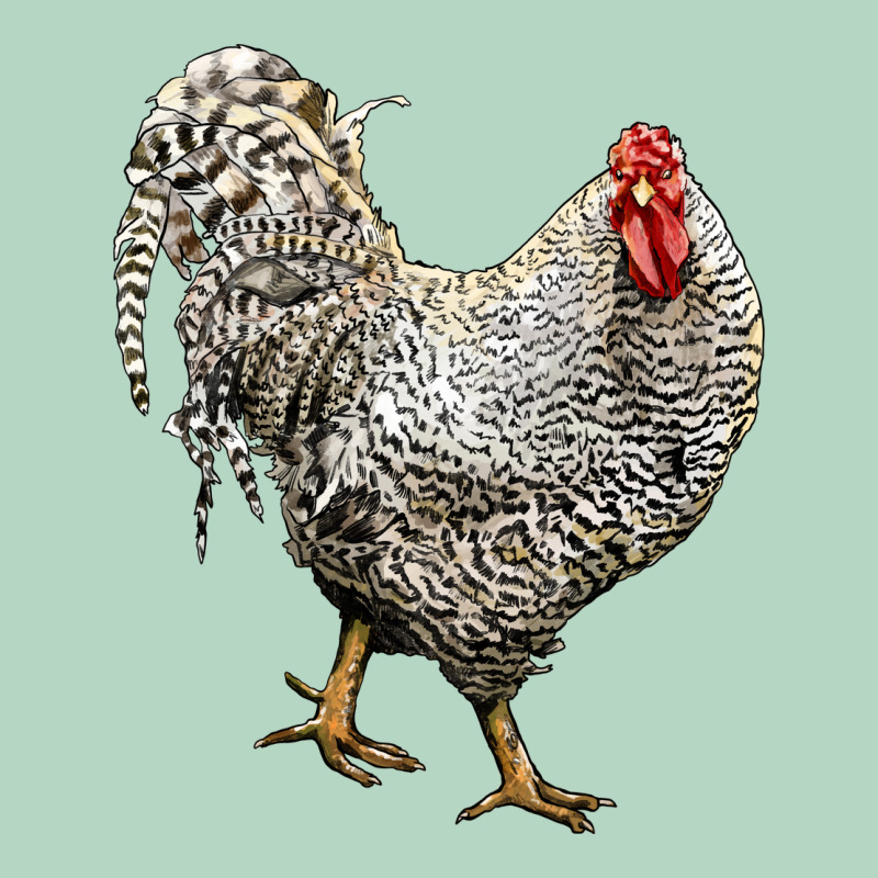 Dominique Rooster Classic Tee by LillyAllenDesigns | Teevron