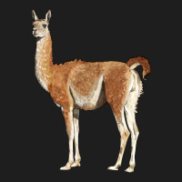 Guanaco Llama Classic Tee | Teevron
