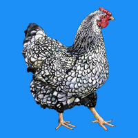 Wyandotte Chicken Classic Tee | Teevron