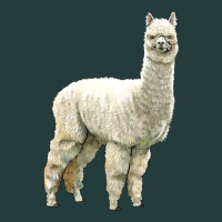 Alpaca Classic Tee | Teevron