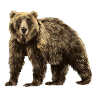 Brown Bear | Teevron