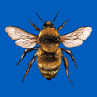 Bee Urban Hoodie | Teevron