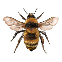 bee | Teevron