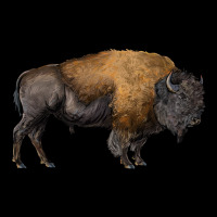 American Bison Body Ladies Tee | Teevron