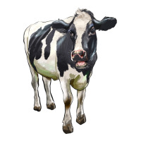 Holstein Bull | Teevron