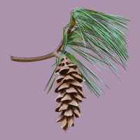 White Pine Cone Heavyweight Hoodie | Teevron