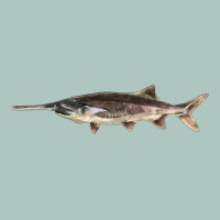Paddlefish Illustrations, Premium Sweatshirt | Teevron