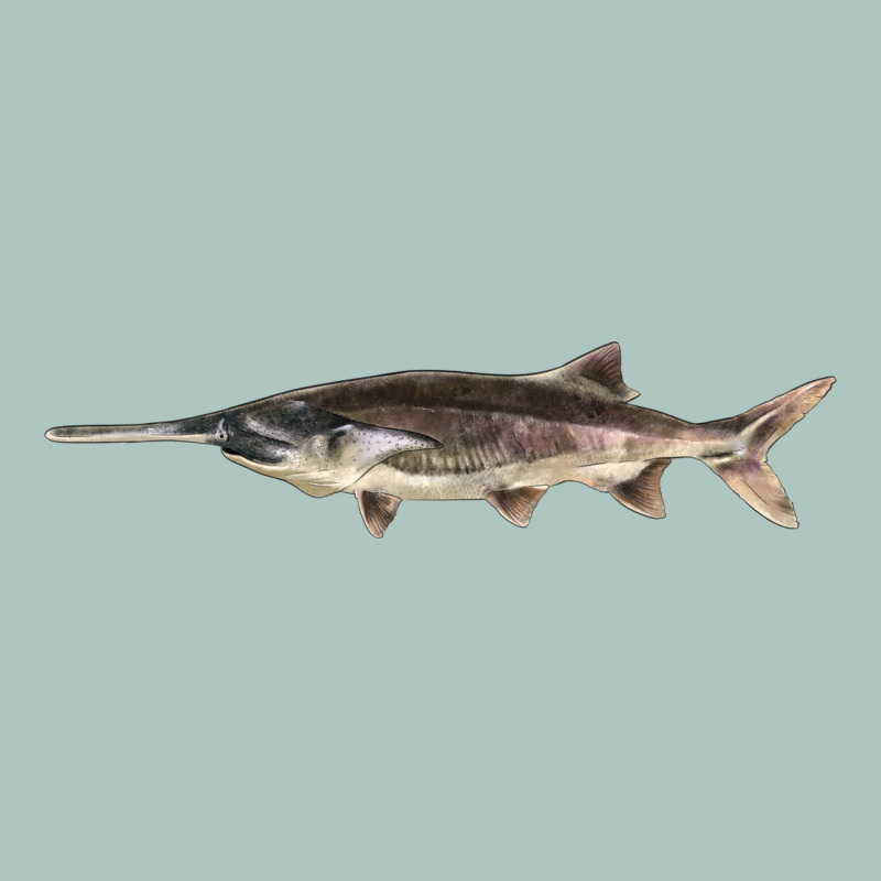Paddlefish Illustrations, Premium Sweatshirt by LillyAllenDesigns | Teevron
