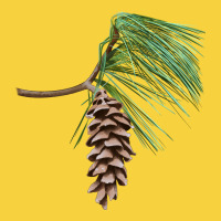 White Pine Cone Premium Sweatshirt | Teevron
