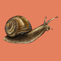 Snail Classic Tee | Teevron