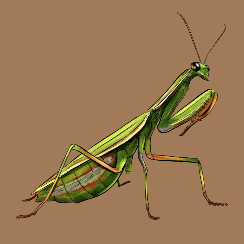 Mantis Classic Tee by LillyAllenDesigns | Teevron