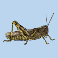 Grasshopper Classic Tee | Teevron