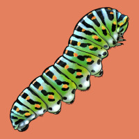 Papilio Machaon Caterpillar Classic Tee | Teevron