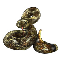 Rattlesnake | Teevron