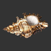 murex snail | Teevron