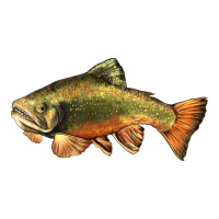 leaping brook trout | Teevron