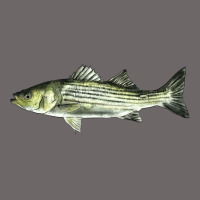 Striped Bass Classic Tee | Teevron