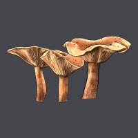 Lactarius Rufus Mushroom Classic Tee | Teevron
