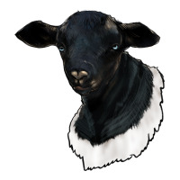 dorper sheep | Teevron