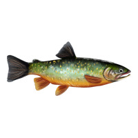 Greenback Cutthroat Trout Fish | Teevron