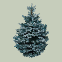 Colorado Blue Spruce Classic Tee | Teevron