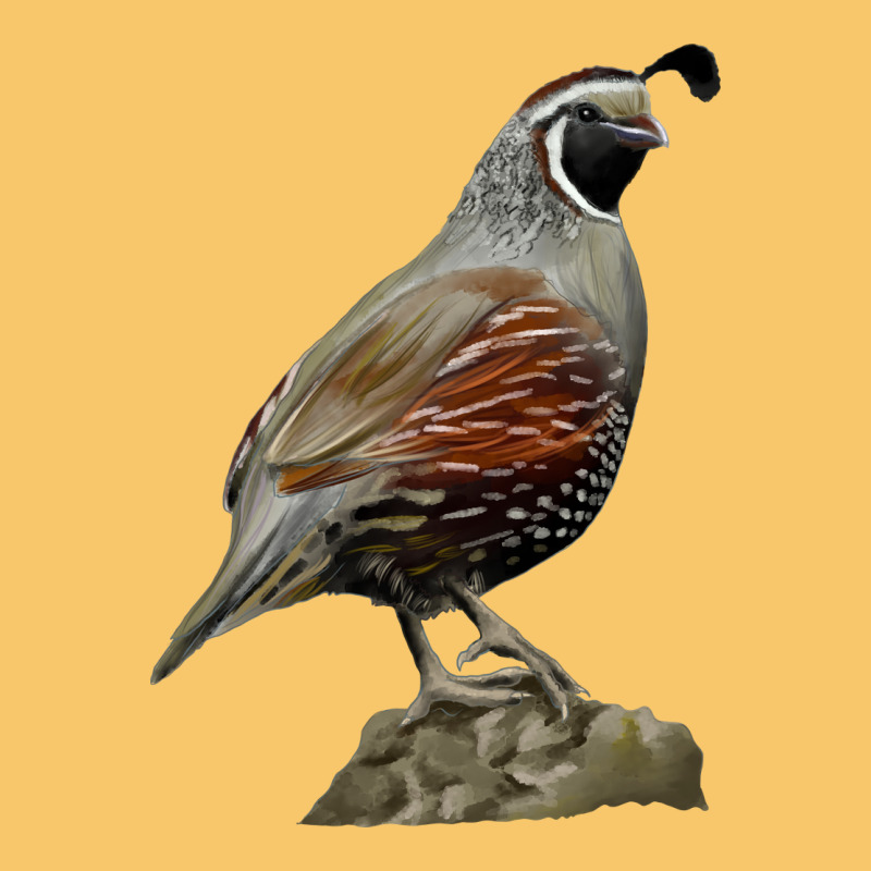 California Quail Bird Vintage Hoodie by RanaPortraitStore | Teevron
