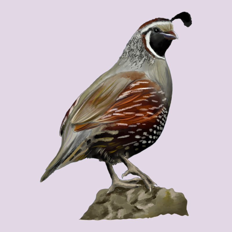 California Quail Bird Classic Tee by RanaPortraitStore | Teevron