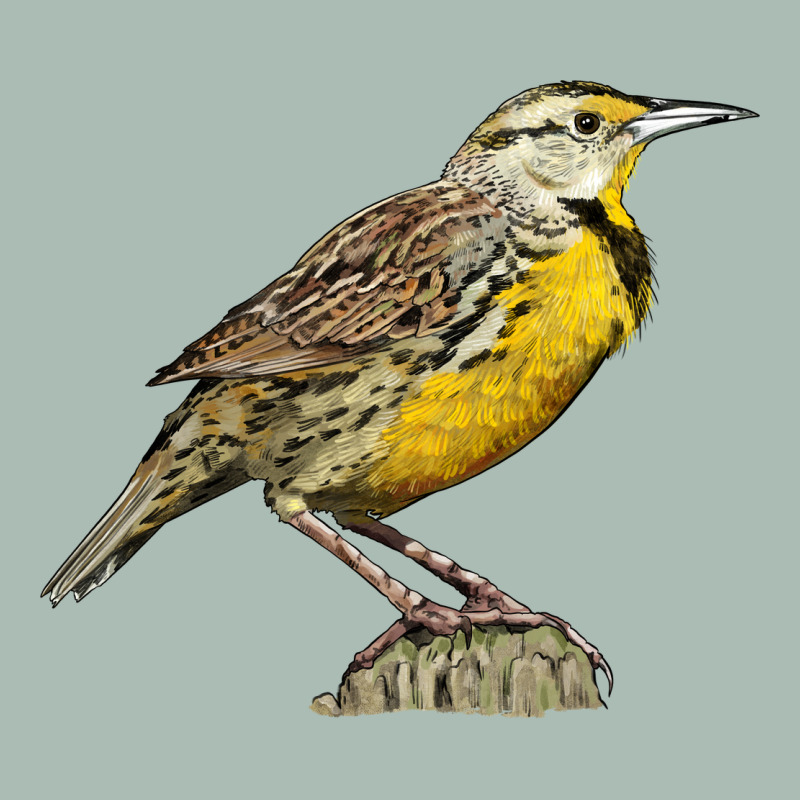 Western Meadowlark Classic Tee by LillyAllenDesigns | Teevron