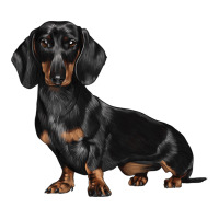 Dachshund Dog Illustrations | Teevron