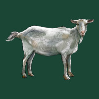 Saanen Goat Urban Hoodie | Teevron
