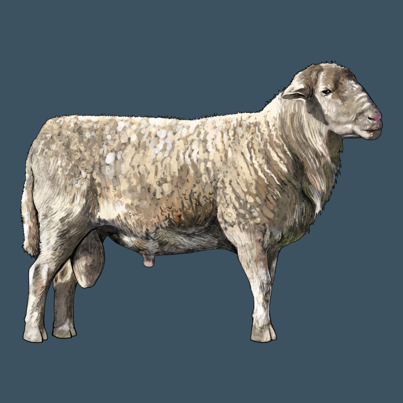 Katahdin Sheep Urban Hoodie by LillyAllenDesigns | Teevron