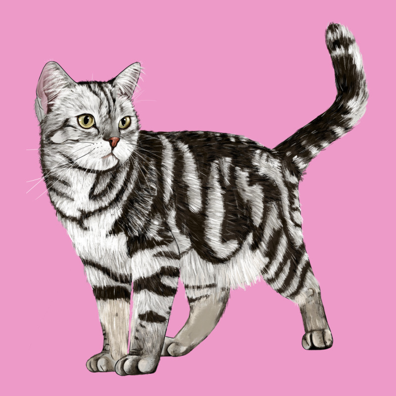 American Shorthair Cat Urban Hoodie by LillyAllenDesigns | Teevron