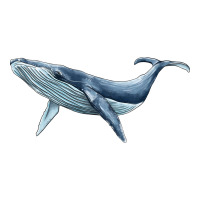 humpback whale | Teevron