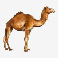 Camel Urban Heavy Tee | Teevron