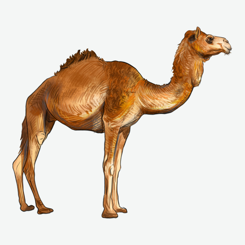 Camel Urban Heavy Tee by BarkalooDesign | Teevron