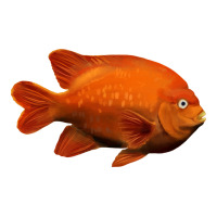 California Garibaldi Fish | Teevron