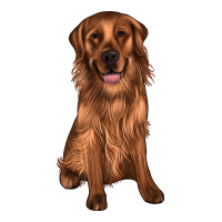 labrador | Teevron