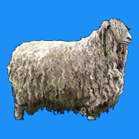 Lincoln Sheep Classic Tee | Teevron