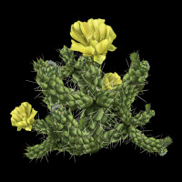 Whipple Cholla Cactus Urban Hoodie | Teevron