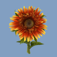 The  Sunflower Urban Hoodie | Teevron