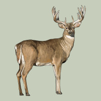 White Tailed Buck Deer Classic Tee | Teevron